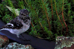 Melanodryas cucullata