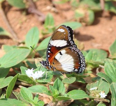 Hypolimnas misippus