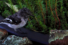 Melanodryas cucullata