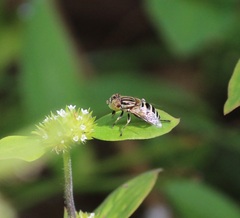 Eristalinus