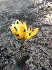Ornithogalum maculatum