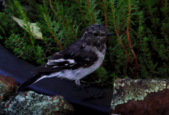 Melanodryas cucullata