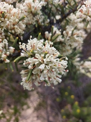 Hakea psilorrhyncha