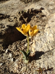 Ornithogalum maculatum