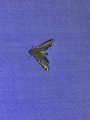 Acentropinae