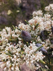 Hakea psilorrhyncha