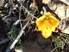 Ornithogalum maculatum