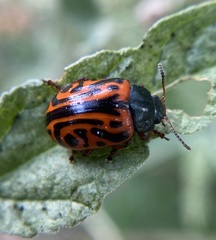 Calligrapha serpentina