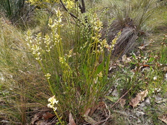 Stackhousia aspericocca