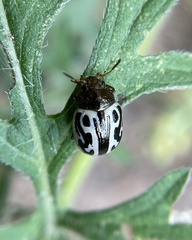 Calligrapha serpentina