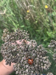 Coccinella septempunctata