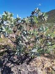 Protea nitida