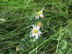 Aster biennis