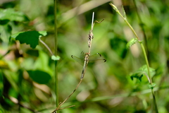 Hemistigma albipunctum