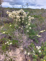 Hakea psilorrhyncha