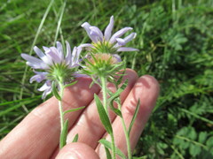 Aster biennis