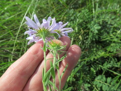 Aster biennis