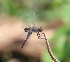 Tramea limbata