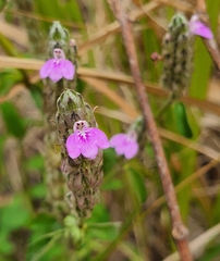 Rostellularia adscendens