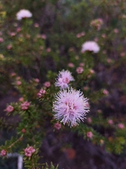 Melaleuca amydra