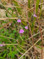 Rostellularia adscendens