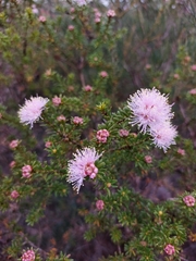 Melaleuca amydra