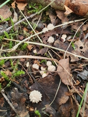 Lycoperdon echinatum