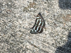 Neptis duryodana nesia