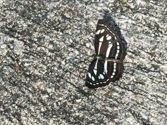 Neptis duryodana nesia