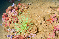 Cerianthus membranaceus
