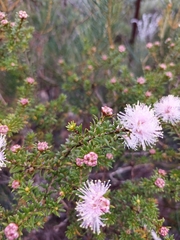 Melaleuca amydra