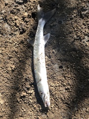 Sphyraena barracuda