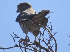 Falco zoniventris