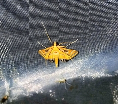 Eoophyla