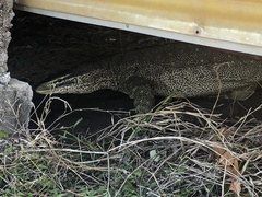 Varanus panoptes panoptes