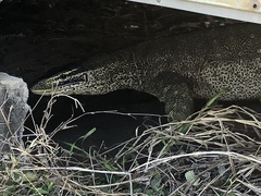 Varanus panoptes panoptes