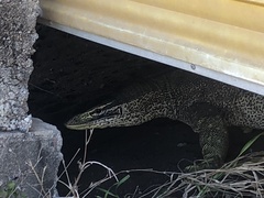 Varanus panoptes panoptes