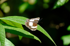 Neptis
