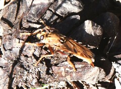 Asilus crabroniformis