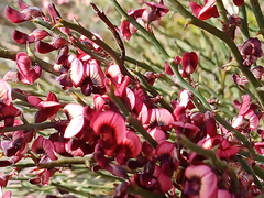 Daviesia brevifolia