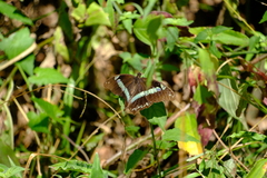 Papilio nireus