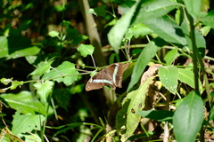 Papilio nireus