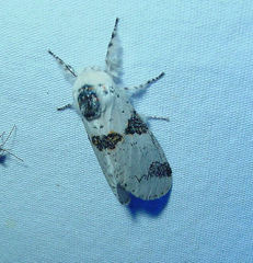 Furcula scolopendrina