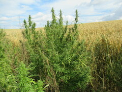 Cannabis sativa spontanea