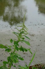 Amaranthus hybridus