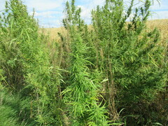 Cannabis sativa spontanea