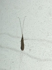Oecetis