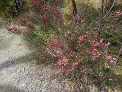 Daviesia brevifolia