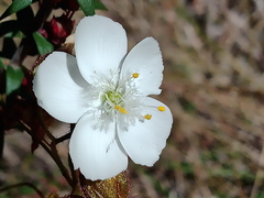 Drosera planchonii