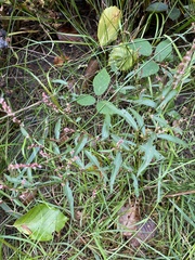 Persicaria minor